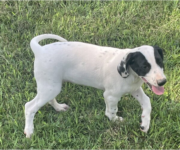 Medium Photo #2 Dalmatian-Treeing Walker Coonhound Mix Puppy For Sale in Forest, VA, USA