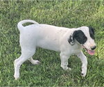 Small #1 Dalmatian-Treeing Walker Coonhound Mix