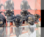 Small Photo #26 German Shepherd Dog Puppy For Sale in HEDGESVILLE, WV, USA