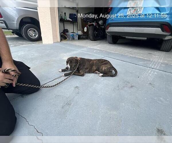 Medium Photo #1 American Pit Bull Terrier-Unknown Mix Puppy For Sale in Ocala, FL, USA