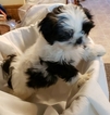 Small Photo #2 Shih Tzu Puppy For Sale in RAINIER, WA, USA