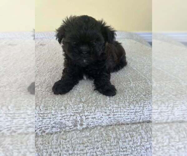 Medium Photo #2 ShihPoo Puppy For Sale in WINGATE, NC, USA