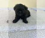 Small #1 ShihPoo