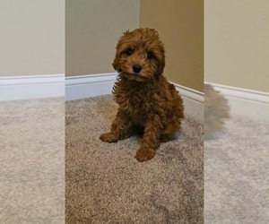 Cavapoo Puppy for sale in INDIANAPOLIS, IN, USA