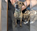 Small #1 American Staffordshire Terrier-German Shepherd Dog Mix