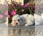 Small #3 Coton de Tulear-Poodle (Toy) Mix