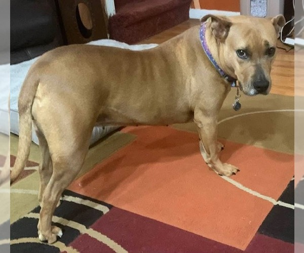 Medium Photo #3 Mutt Puppy For Sale in Wenonah, NJ, USA