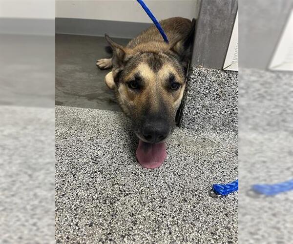 Medium Photo #1 German Shepherd Dog Puppy For Sale in Houston, TX, USA