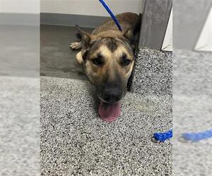German Shepherd Dog Dogs for adoption in Houston, TX, USA