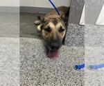 Small German Shepherd Dog