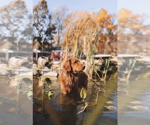 Medium Photo #1 English Cream Golden Retriever Puppy For Sale in VERONA, KY, USA