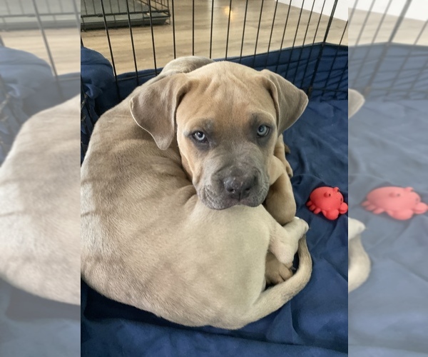 Medium Photo #4 American Bully-Cane Corso Mix Puppy For Sale in RUSKIN, FL, USA