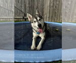 Small #2 Siberian Husky