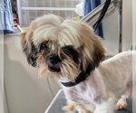 Small #1 Shih Tzu