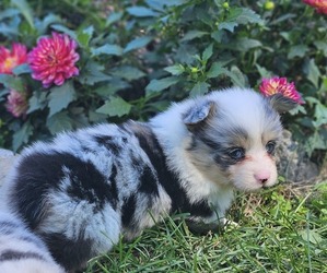 Pembroke Welsh Corgi Puppy for sale in MILTON, WI, USA