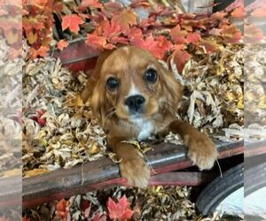 Golden Cavalier Puppy for sale in TUSCOLA, IL, USA
