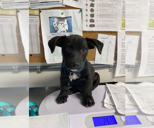 Labrador Retriever-Unknown Mix Dogs for adoption in Bolivar, MO, USA