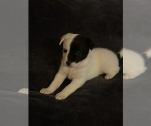 American Pit Bull Terrier Puppy for sale in DISTRICT HEIGHTS, MD, USA