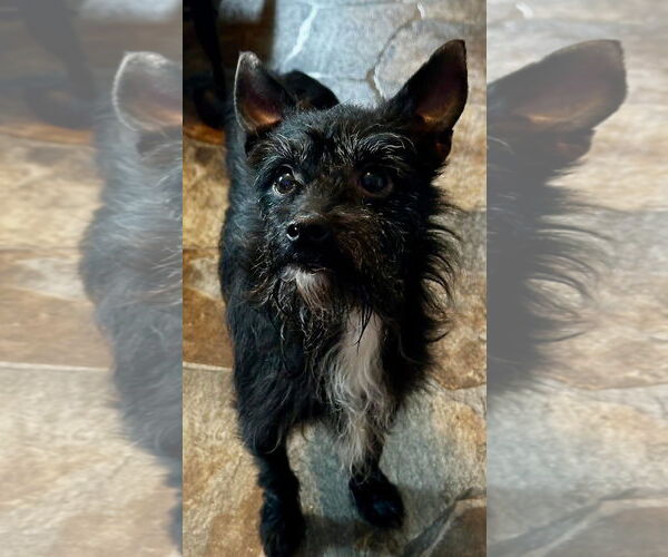 Medium Photo #2 Cairn Terrier-Unknown Mix Puppy For Sale in Sistersville, WV, USA
