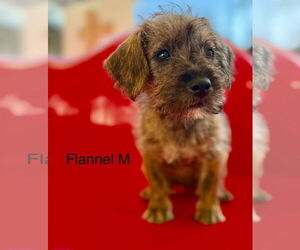 Mutt Dogs for adoption in Studio City, CA, USA