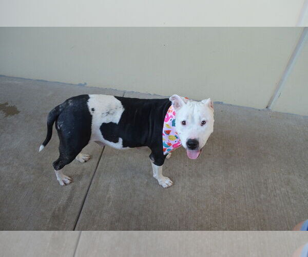 Medium Photo #1 Mutt Puppy For Sale in McKinney, TX, USA