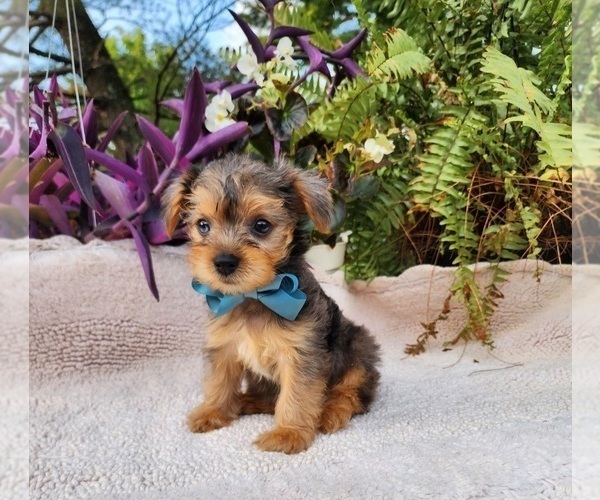 Medium Photo #4 Yorkshire Terrier Puppy For Sale in INDIANAPOLIS, IN, USA