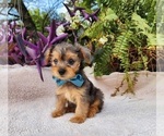 Small #3 Yorkshire Terrier