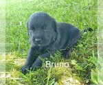 Puppy 1 Labrador Retriever