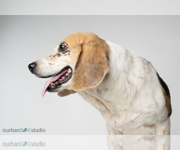 Medium Photo #5 Beagle Puppy For Sale in Tampa, FL, USA