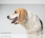 Small #4 Beagle