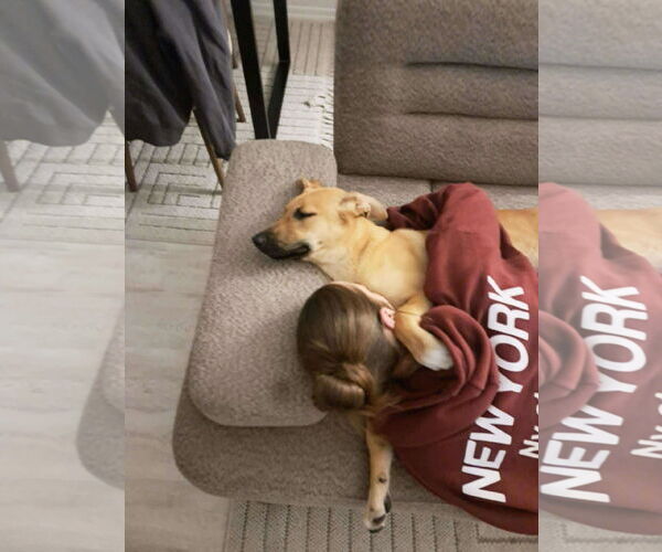 Medium Photo #3 Mutt Puppy For Sale in NYC, NY, USA