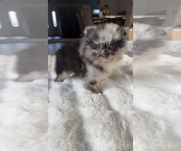 Medium Photo #4 Pomeranian Puppy For Sale in BAKERSFIELD, CA, USA