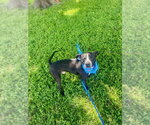 Small #1 Mutt