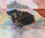 Small Photo #47 Yorkshire Terrier Puppy For Sale in AKRON, OH, USA
