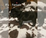 Small #1 French Bulldog