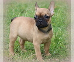 Small Photo #49 French Bulldog Puppy For Sale in WINNSBORO, TX, USA