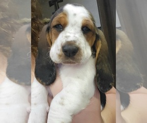 Basset Hound Puppy for sale in OCALA, FL, USA