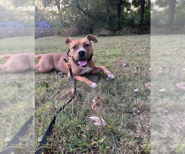 Medium Photo #2 Boxer Puppy For Sale in Louisville, KY, USA