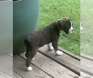 Boxer Puppy for sale in HODGES, SC, USA
