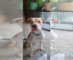 Small Photo #23 American Pit Bull Terrier-Unknown Mix Puppy For Sale in Germantown, OH, USA