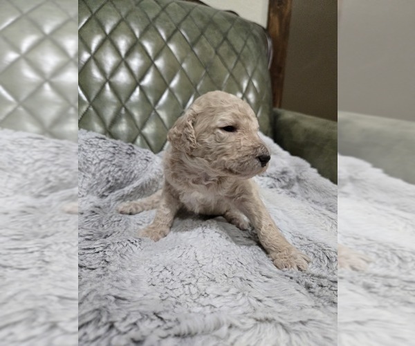 Medium Photo #22 Poodle (Standard) Puppy For Sale in CONROE, TX, USA