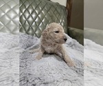 Small #4 Poodle (Standard)