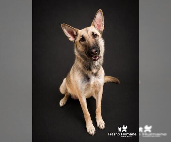 Medium Photo #3 German Shepherd Dog Puppy For Sale in Phoenix, AZ, USA