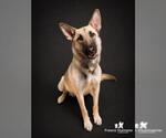Small #2 German Shepherd Dog