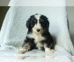 Puppy Artemis Aussiedoodle-Bernedoodle Mix