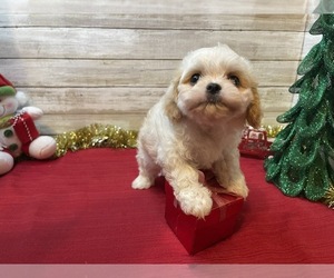 Cavachon Puppy for sale in FULTON, KS, USA