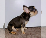 Small #5 French Bulldog