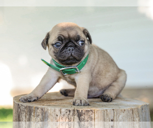 Pug Puppy for sale in LIBERTY, KY, USA