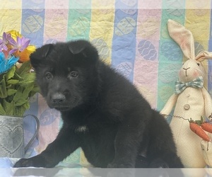 German Shepherd Dog Puppy for sale in LANCASTER, PA, USA