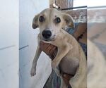 Small #2 Retriever  Mix
